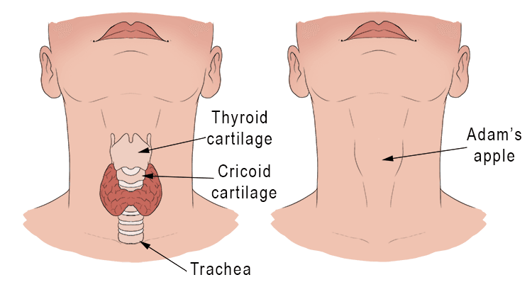 The Adam's apple is a prominent projection in the front of the neck formed by thyroid cartilage